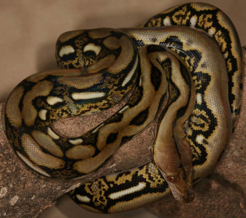 Python reticulatus Tiger X Antrax