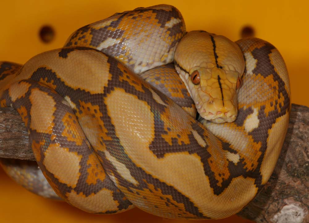 P.reticulatus albino t+