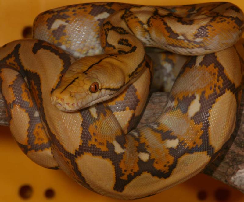 Python reticulatus alb.T+