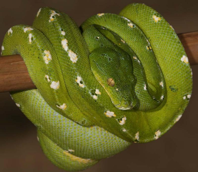 Morelia viridis Yapen hill area