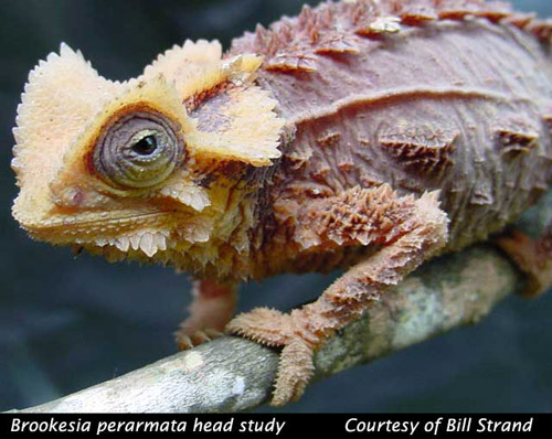 Brookesia perarmata