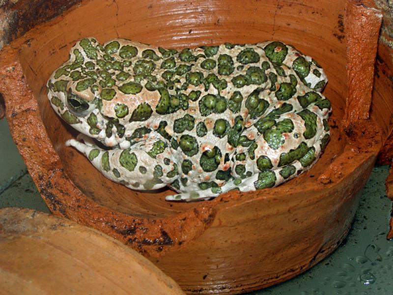 Bufo viridis. Выставка июнь 2009 г.