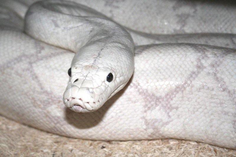 Albino calico retics