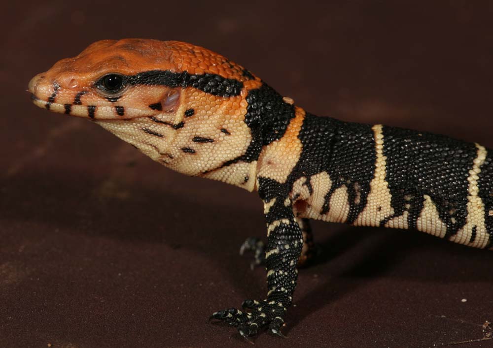 Varanus dumerili