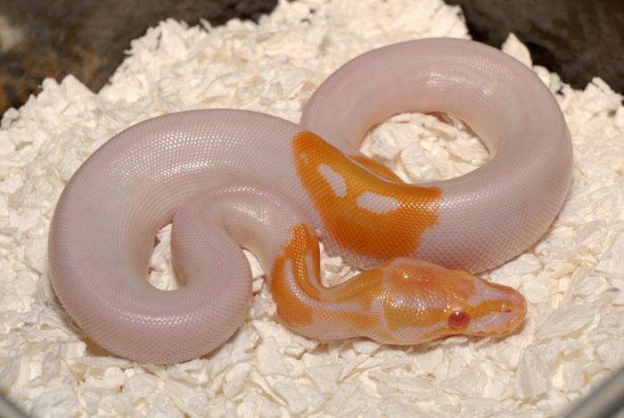 Piebald Albino