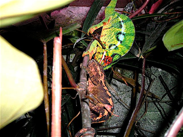 Furcifer pardalis 