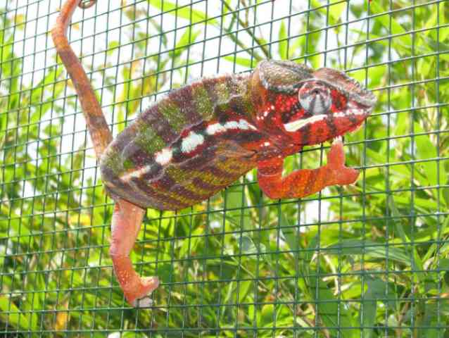 Furcifer pardalis 