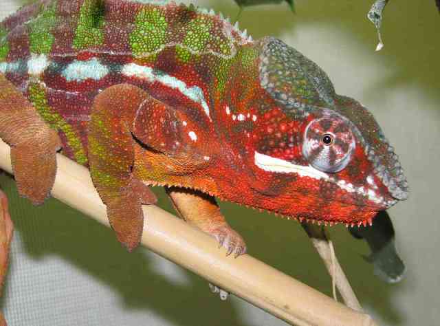 Furcifer pardalis 