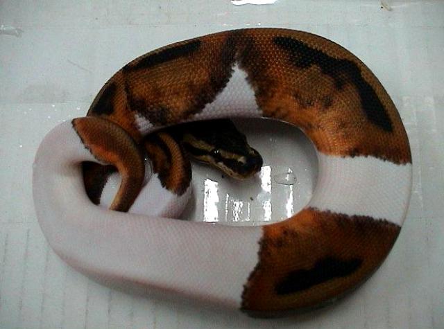 Python regius Piebald