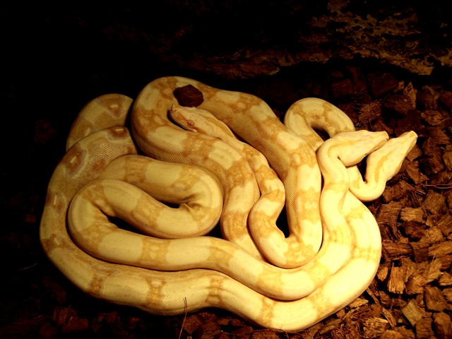 B.c.albino