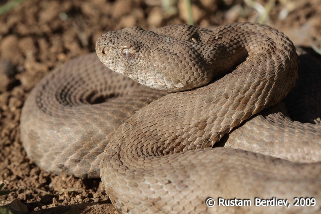 Macrovipera lebetina