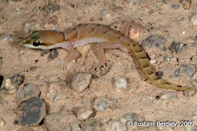 Tropiocolotes latifi