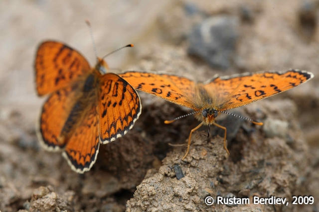 Melitaea