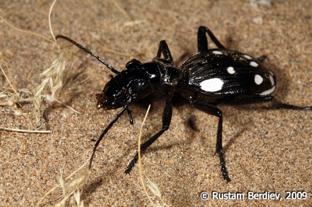 Anthia duocecimguttata