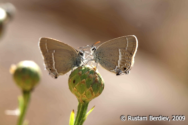 Satyrium sp.