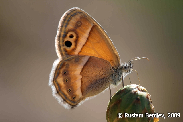 Coenonympha saadi