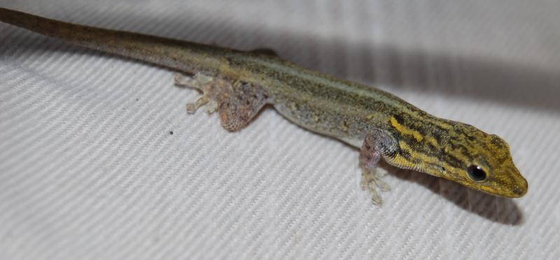 Lygodactylus luteopicturatus