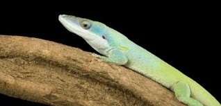 Anolis allisoni