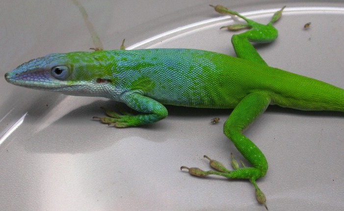 anolis allisoni 1