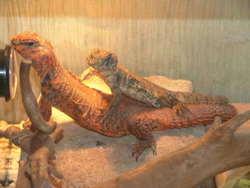 Uromastyx geyri