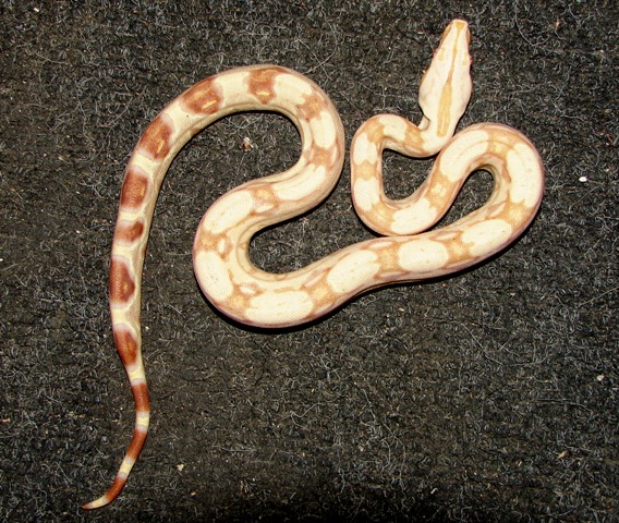 B.c. albino