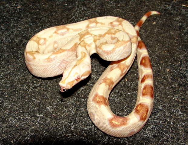 B.c. albino