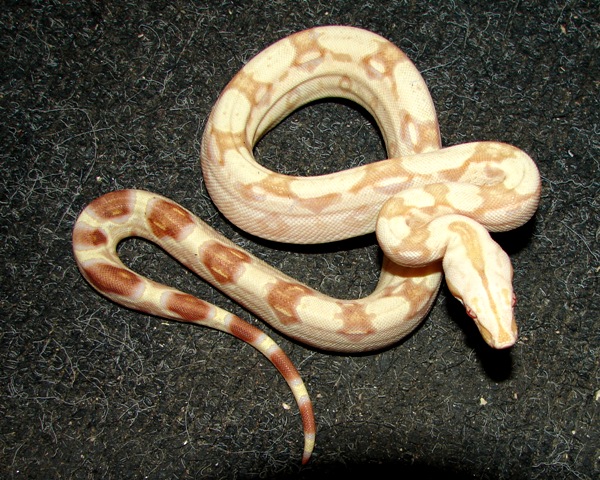 B.c. albino