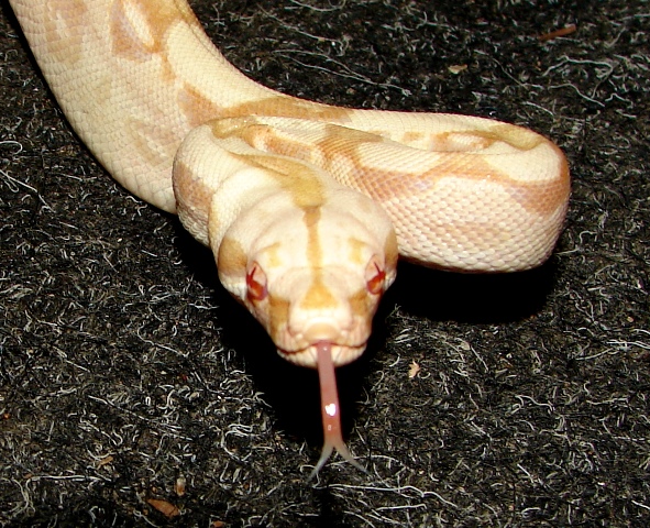 B.c. albino