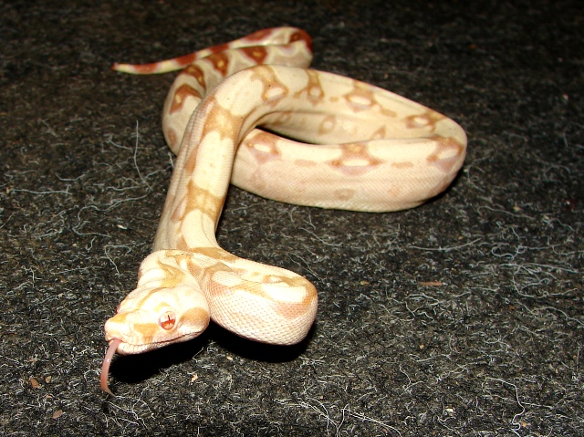 B.c. albino