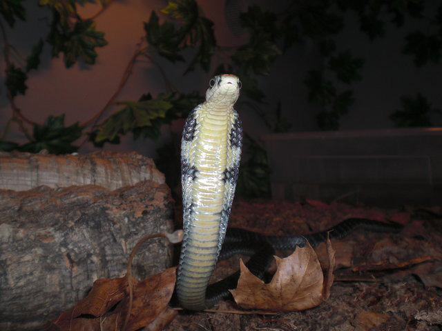 Ophiophagus hannah