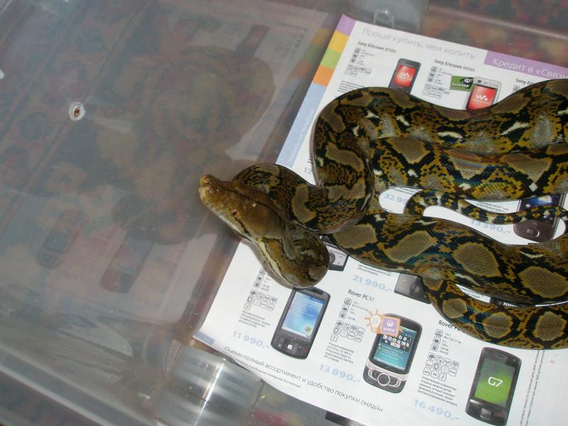 Python reticulatus