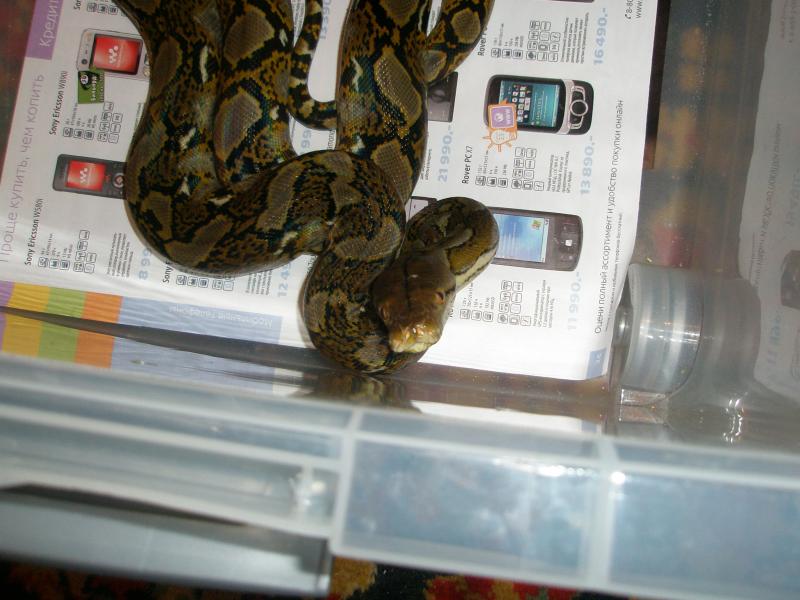 Python reticulatus