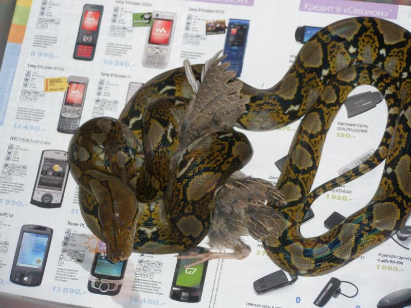 Python reticulatus и перепел