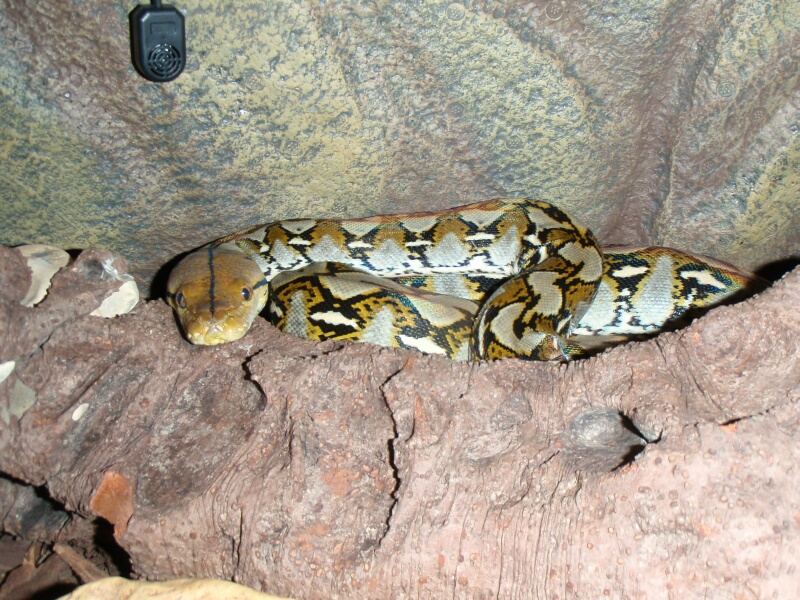 P.Reticulatus