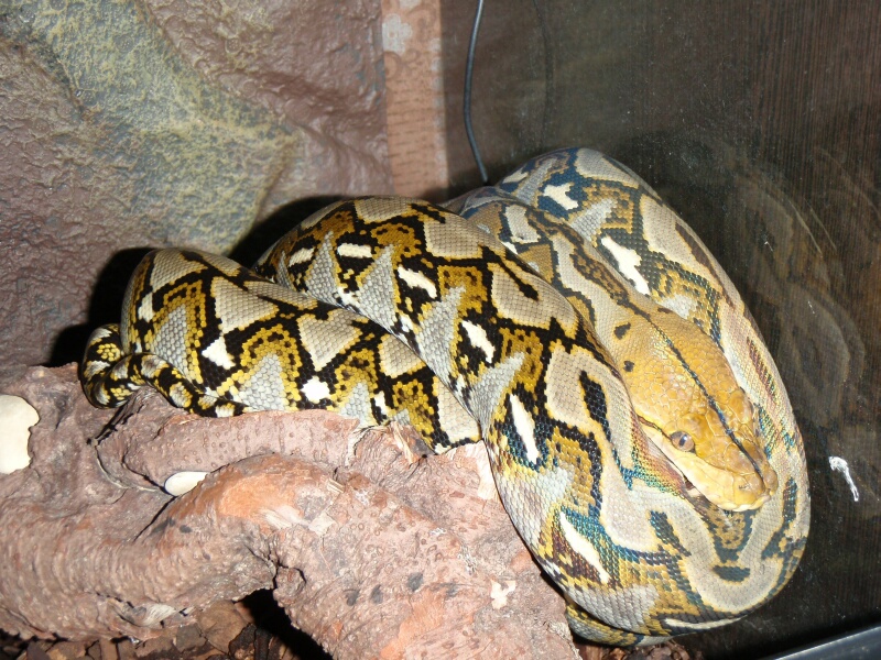 P.Reticulatus