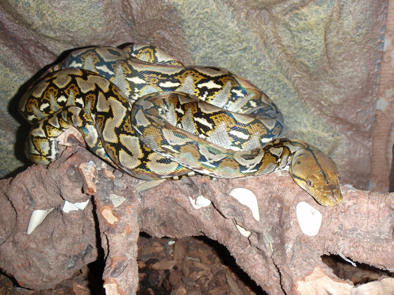 P.Reticulatus