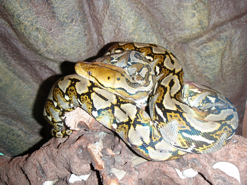 P.Reticulatus