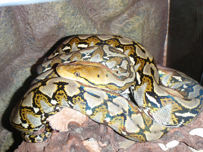 P.Reticulatus