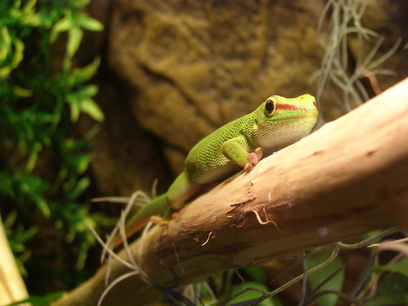 Phelsuma