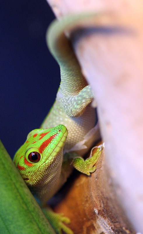 phelsuma grandis