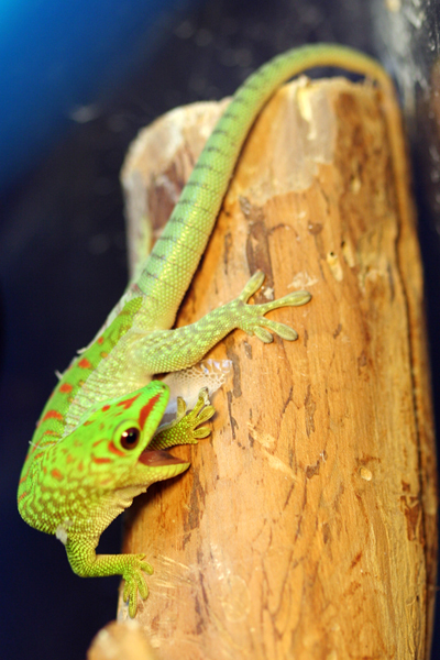 phelsuma grandis