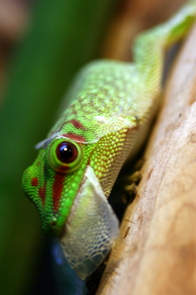 phelsuma grandis