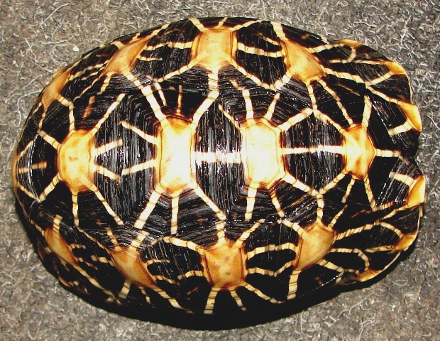 Geochelone elegans