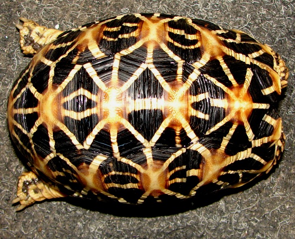 Geochelone elegans