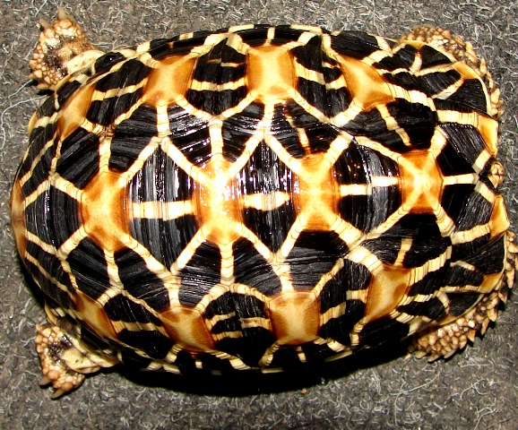 Geochelone elegans