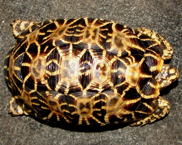 Geochelone elegans