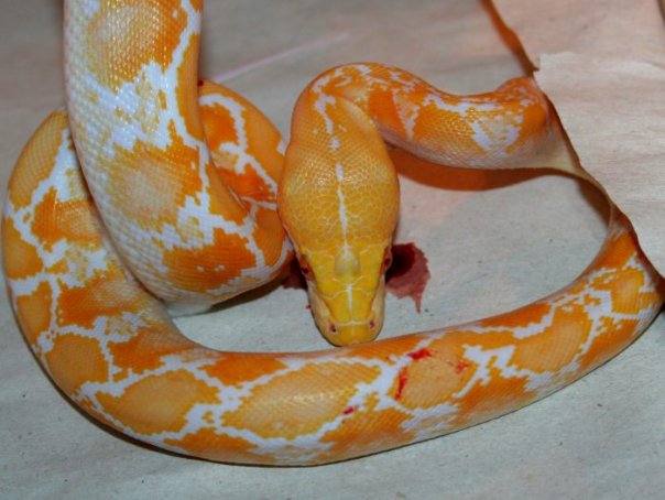 White-phase Albino Dwarf Python reticulatus Самец 2008 2