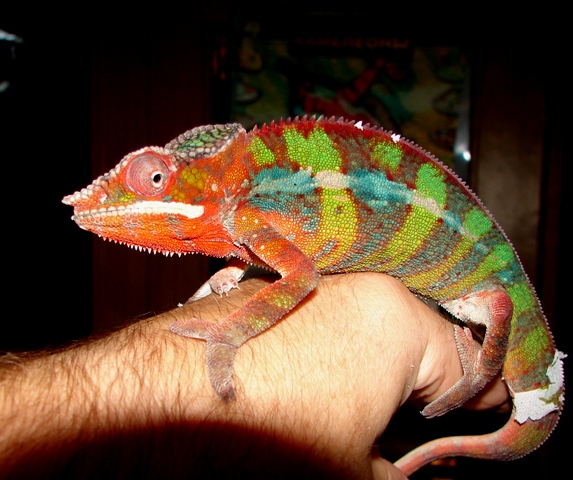 Furcifer pardalis (молодой самец)