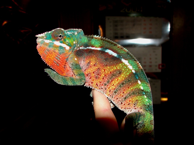 Furcifer pardalis (молодой самец)