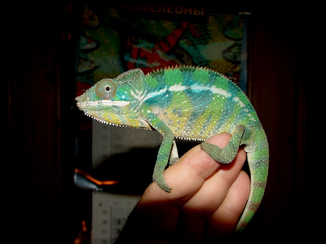 Furcifer pardalis (молодой самец)